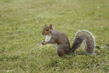 Small squirrel on the green grass