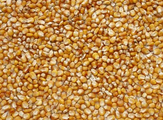 corn yellow grains as food background