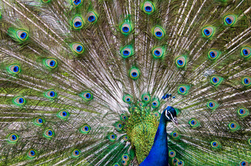 Obraz premium blue and green male peacock showing his tail
