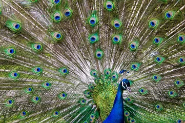 Fotobehang blue and green male peacock showing his tail © Yanik Chauvin