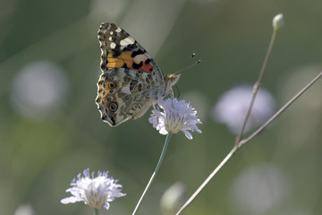 Vanessa del cardo
