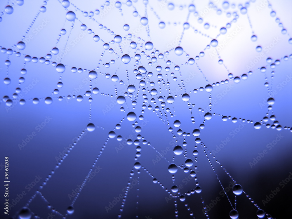 Canvas Prints close up of a spider web with dew drops