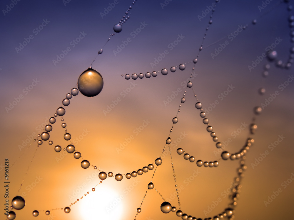 Canvas Prints close up of a spider web with dew drops