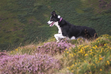 Bounding over the heather