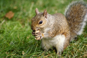 Naklejka na ściany i meble écureuil mangeant une cacahuète