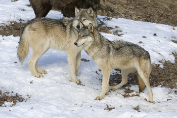 Gray wolves,member of pack in Northern Minnesota