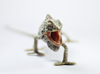 chameleon on white background
