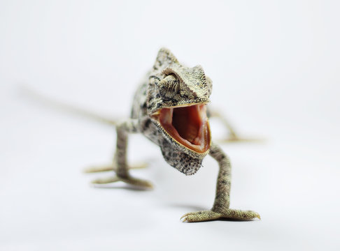 Chameleon On White Background