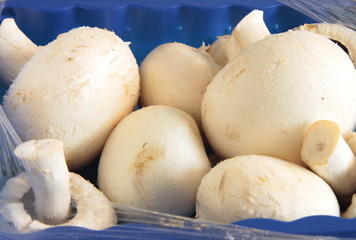 fresh mushrooms in a blue carton