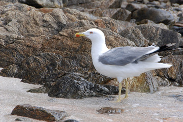 Obraz premium Gabbiano reale