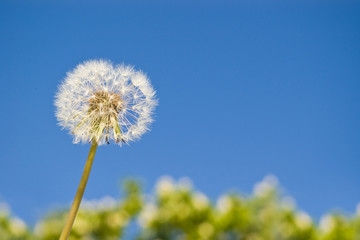 dandelion on clear blue sky