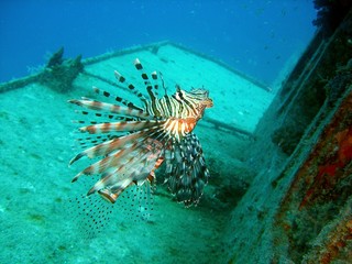 Roffeuerfisch am Wrack (pterois miles)