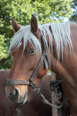 percheron francais © loflo