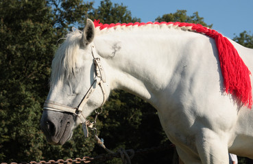 percheron francais © loflo
