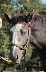 percheron francais © loflo
