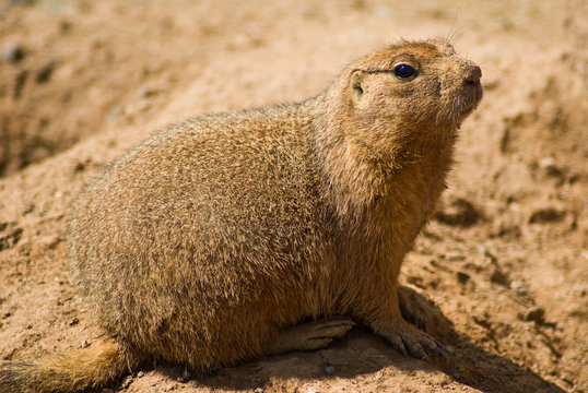 A closeup of a prairie dog