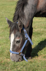 percheron francais © loflo