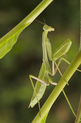 Praying Mantis on green background with narrow depth of field.