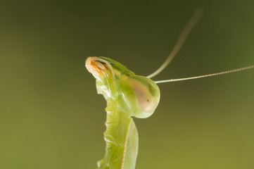 Praying Mantis on a green background - narrow depth of field.