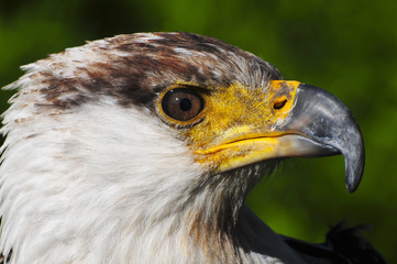 Schreiseeadler