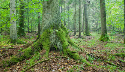 Old spruce tree with big roots in summertime forest