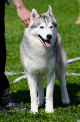beautiful siberian husky dog posing at a dog show