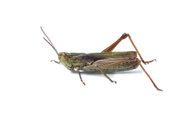 Green grasshopper isolated on white