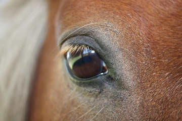 Pferdeauge