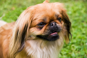 pekines on background of the herb