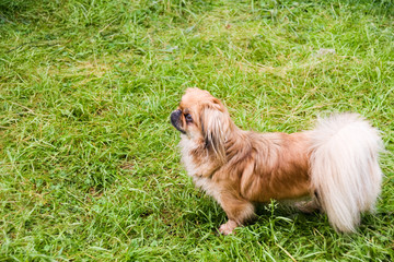 pekines on background of the herb