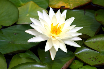 close up on a white and yellow water lily among green leaves