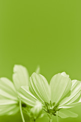 green flower - environmental conservation - vertical picture