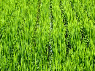 Luscious green wheat field found in Japan