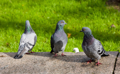 Three pigeons on sidewalk against a grass
