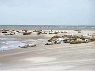 seehunde