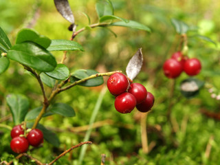 red blueberries