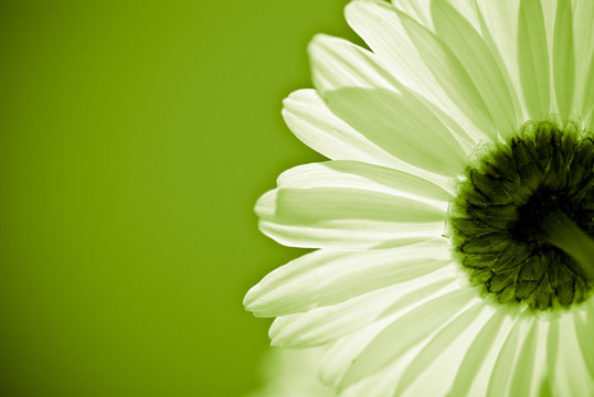 green daisy flower - environmental conservation concept