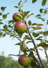 three apples on a apple tree with blue sky