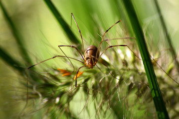 spider with long legs