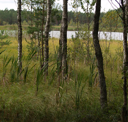 Fototapeta premium swamp