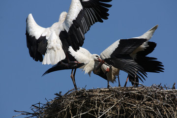 Storchennest