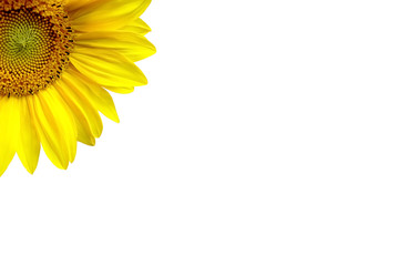Beaytiful Sunflower on white Background