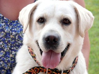 White labrador