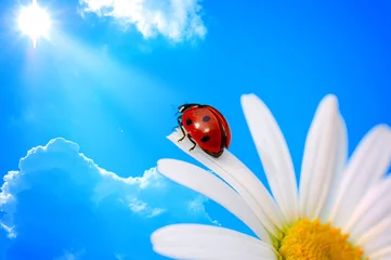 Fotobehang lieveheersbeestje op madeliefje tegen blauwe lucht met zon © vnlit