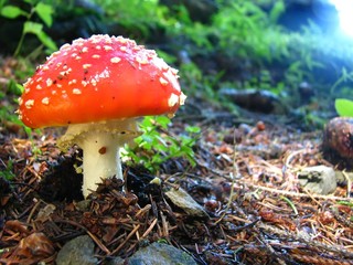 Amanita muscaria