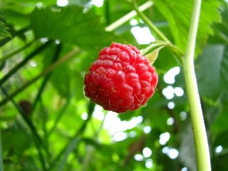 Framboise