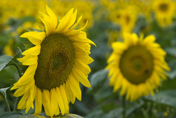 Sun-flower