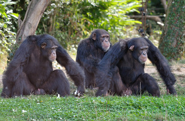 Chimpanzés