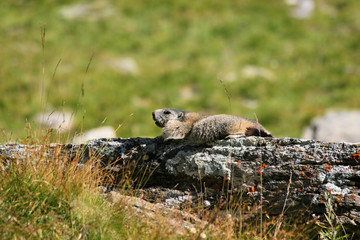 marmotte dans les alpes