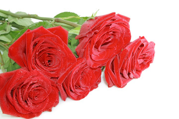 Red roses isolated on a white background